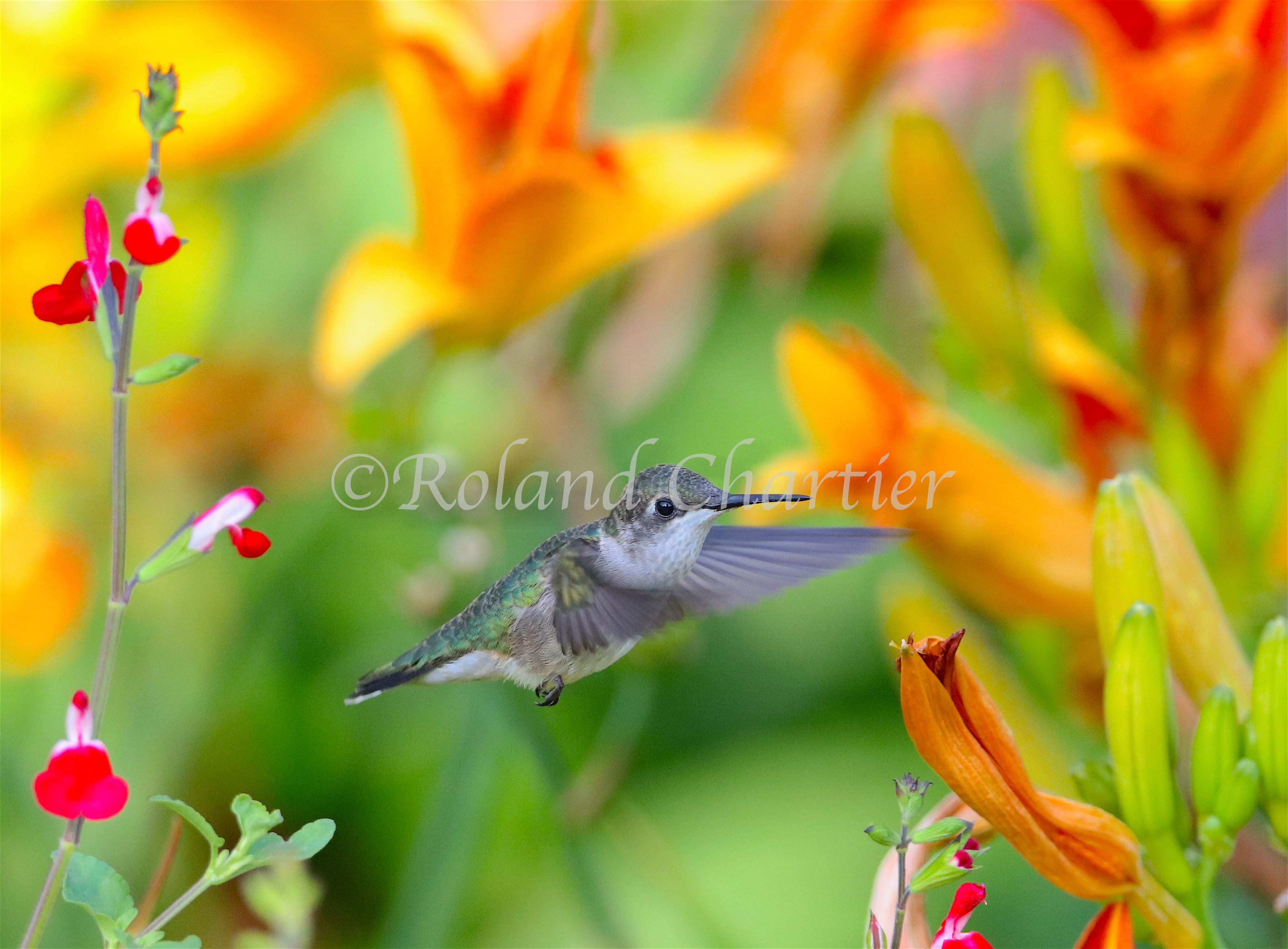 A Humming Bird in mid flight